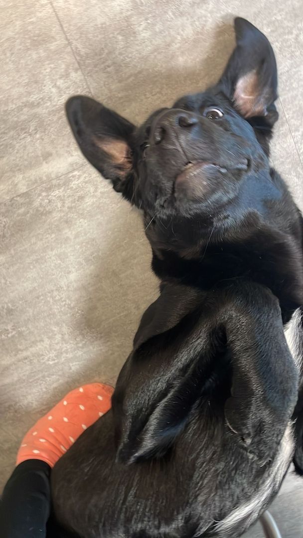 Labrador Weibchen Labrador Weibchen