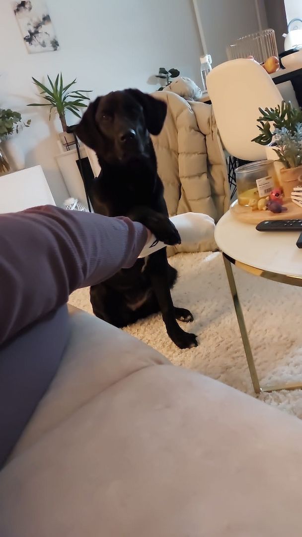 Labrador Weibchen Labrador Weibchen