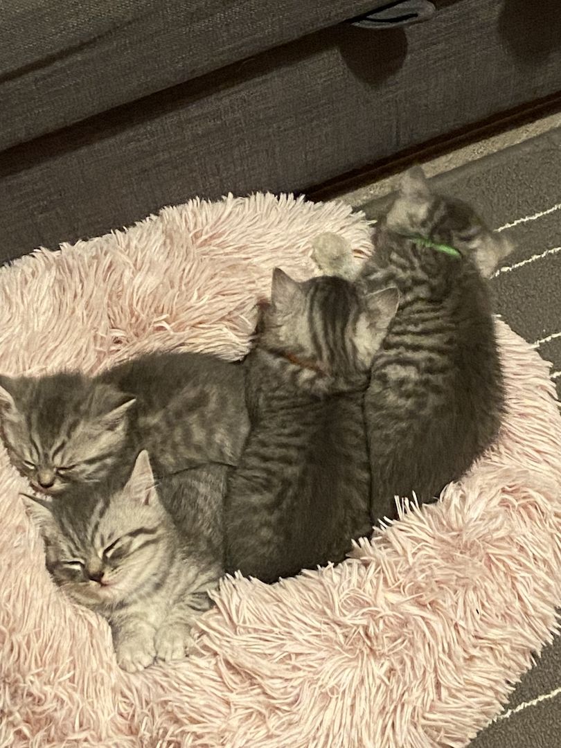 BKH Kitten BKH Kitten