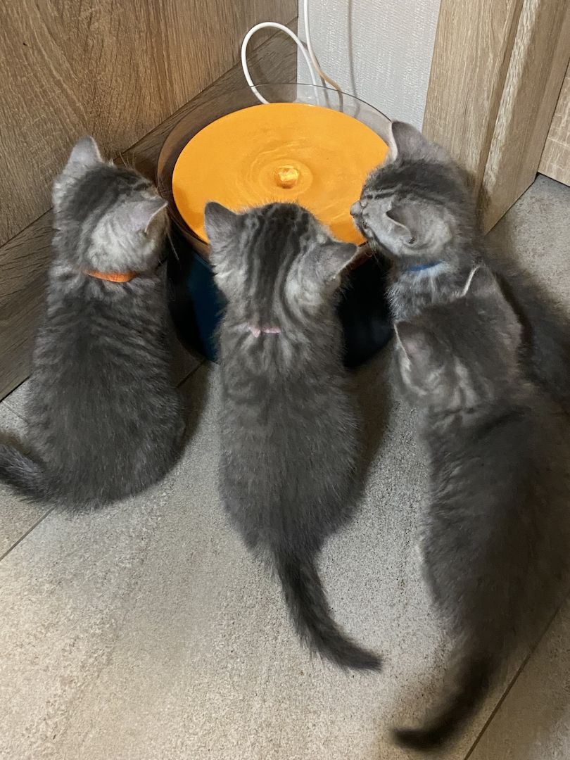 BKH Kitten BKH Kitten