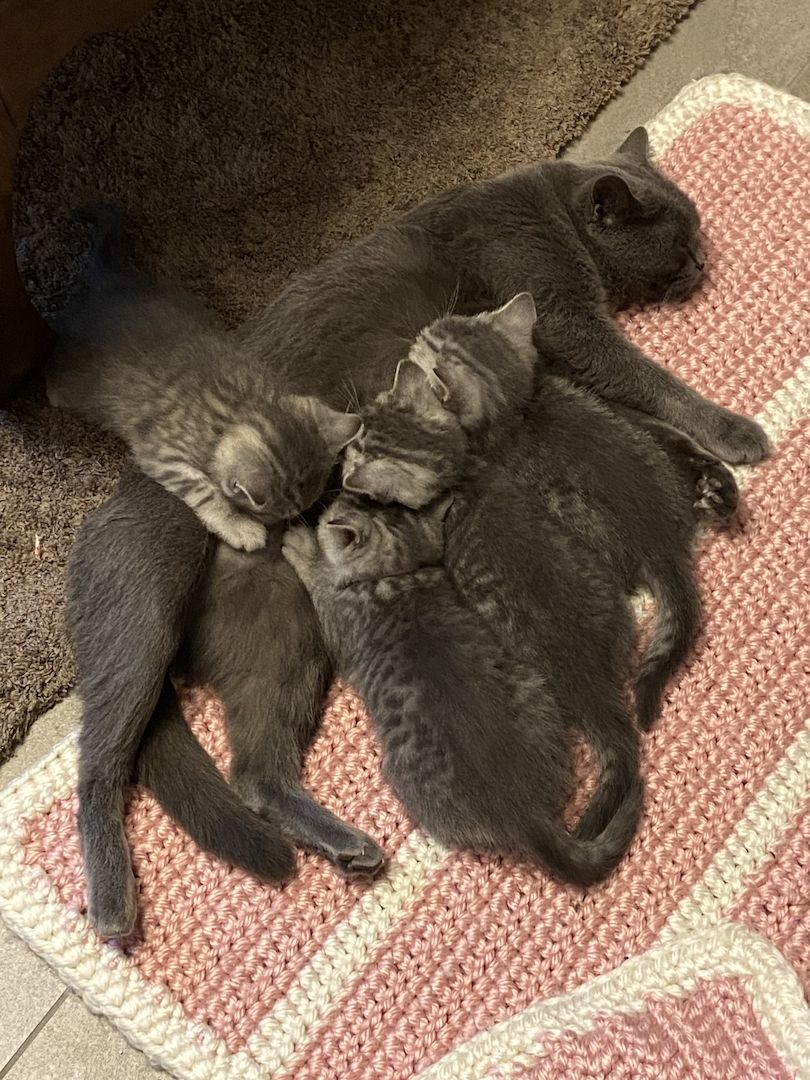 BKH Kitten BKH Kitten