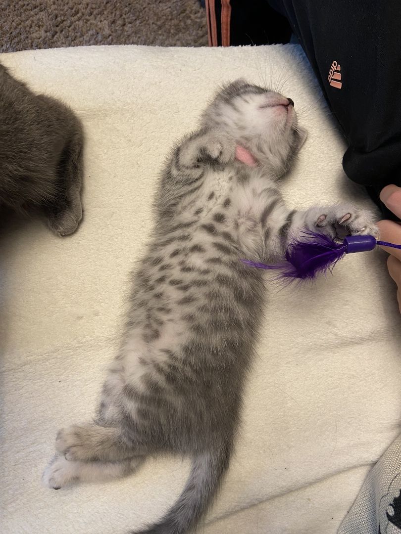 BKH Kitten BKH Kitten