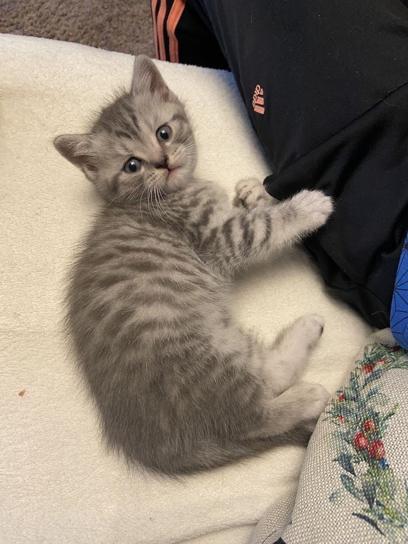 BKH Kitten BKH Kitten