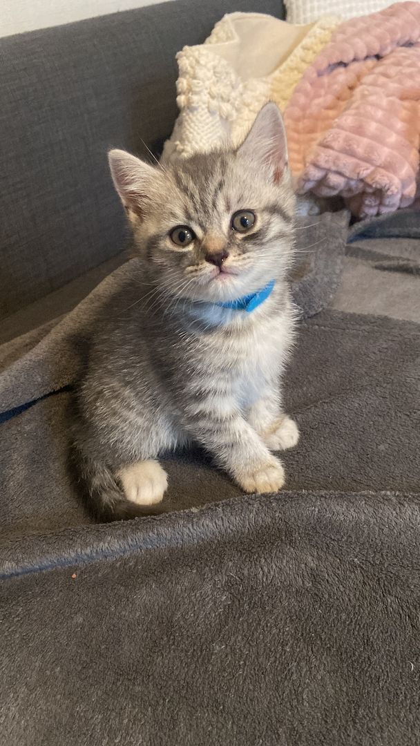 BKH Kitten BKH Kitten