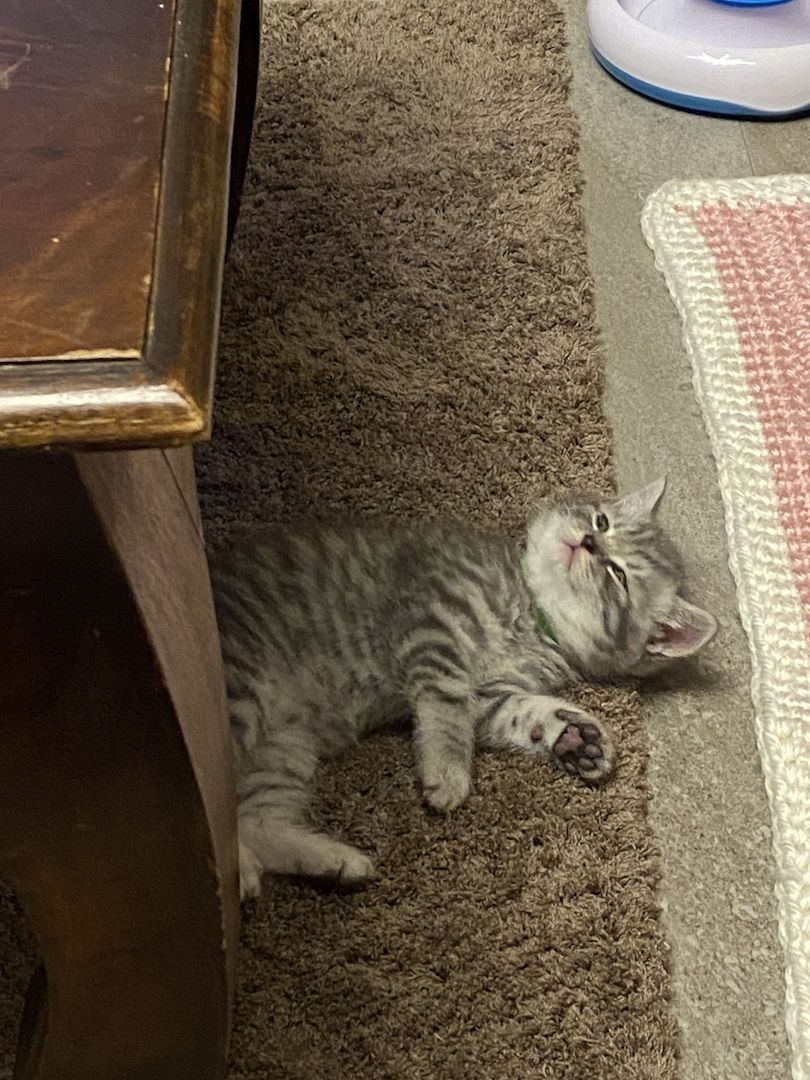 BKH Kitten BKH Kitten