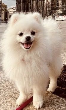 Hündin, 8 Monate alt.