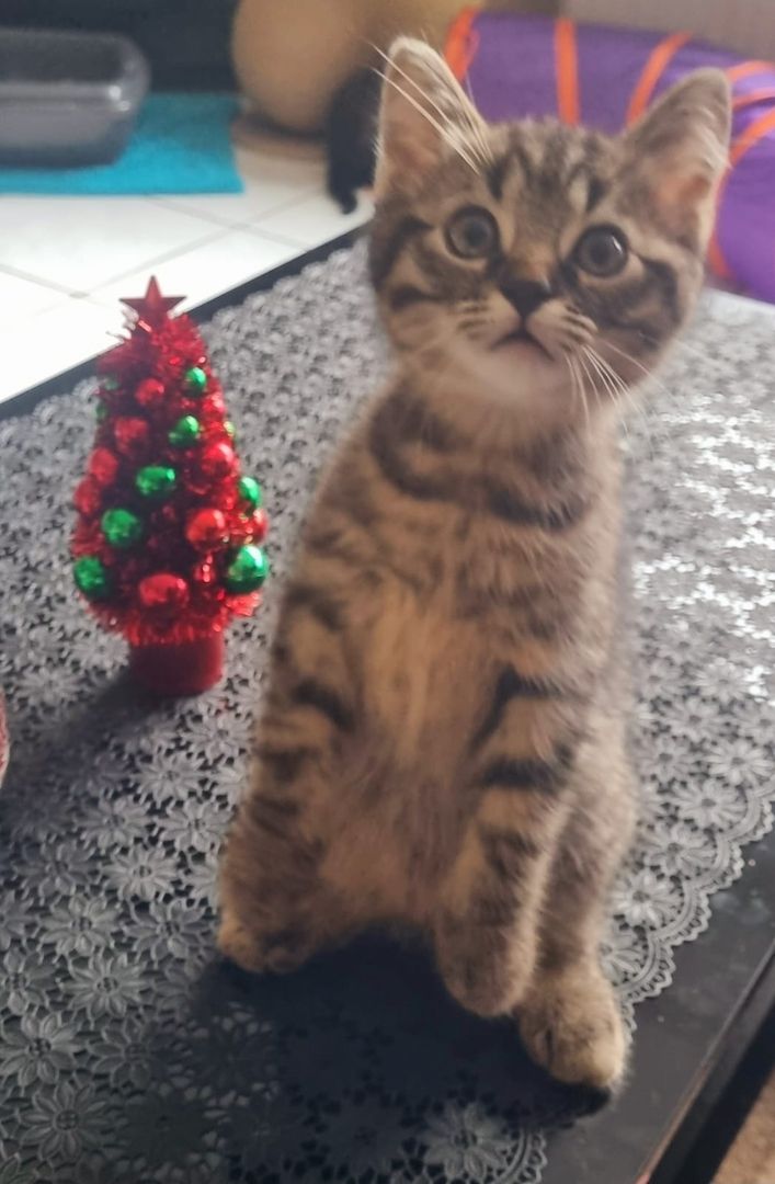 2 zuckersüße BKH/EKH-Mix Kitten abzugeben