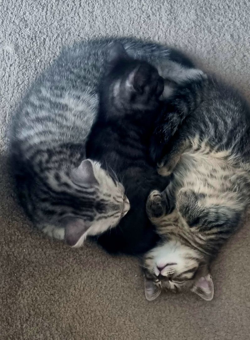 2 zuckersüße BKH/EKH-Mix Kitten abzugeben