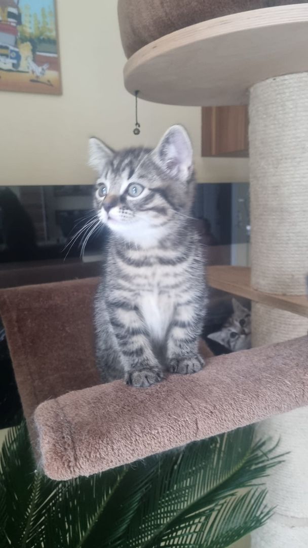 2 zuckersüße BKH/EKH-Mix Kitten abzugeben