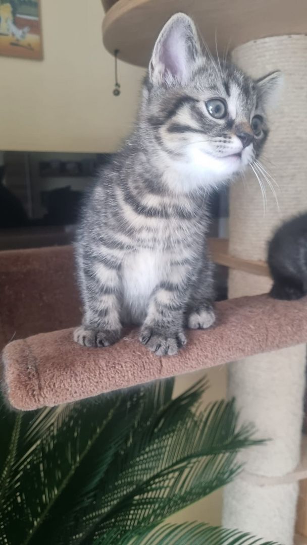 2 zuckersüße BKH/EKH-Mix Kitten abzugeben