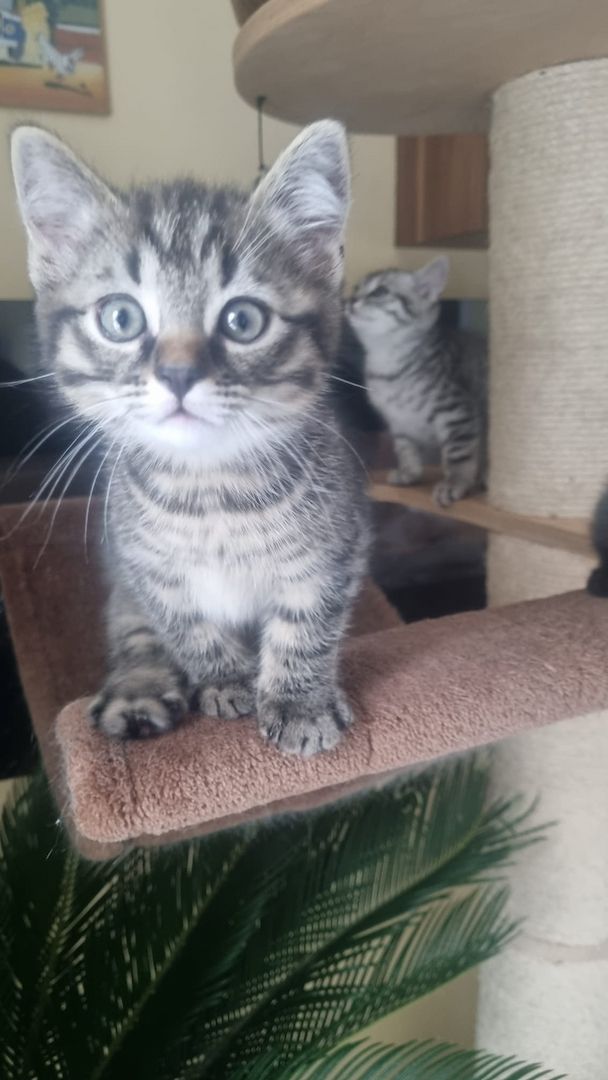 2 zuckersüße BKH/EKH-Mix Kitten abzugeben