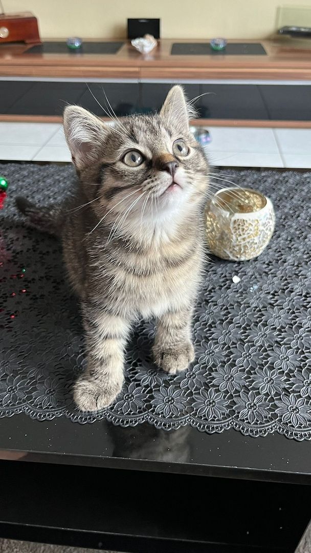 2 zuckersüße BKH/EKH-Mix Kitten abzugeben