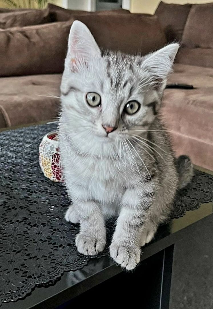 2 zuckersüße BKH/EKH-Mix Kitten abzugeben