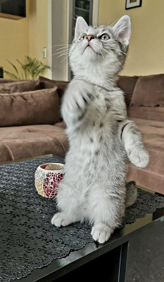 2 zuckersüße BKH/EKH-Mix Kitten abzugeben