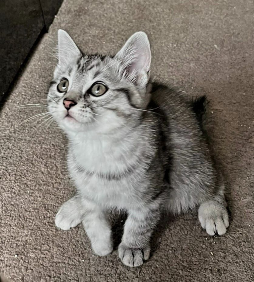 2 zuckersüße BKH/EKH-Mix Kitten abzugeben