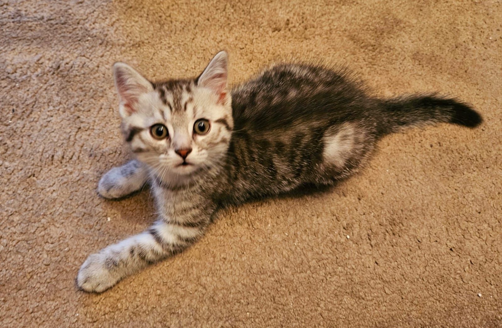 2 zuckersüße BKH/EKH-Mix Kitten abzugeben