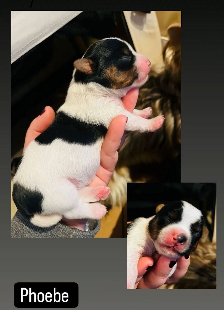 Biewer/ Blueberry Yorkshire Terrier Welpen mit Ahnentafel Biewer/ Blueberry Yorkshire Terrier Welpen mit Ahnentafel