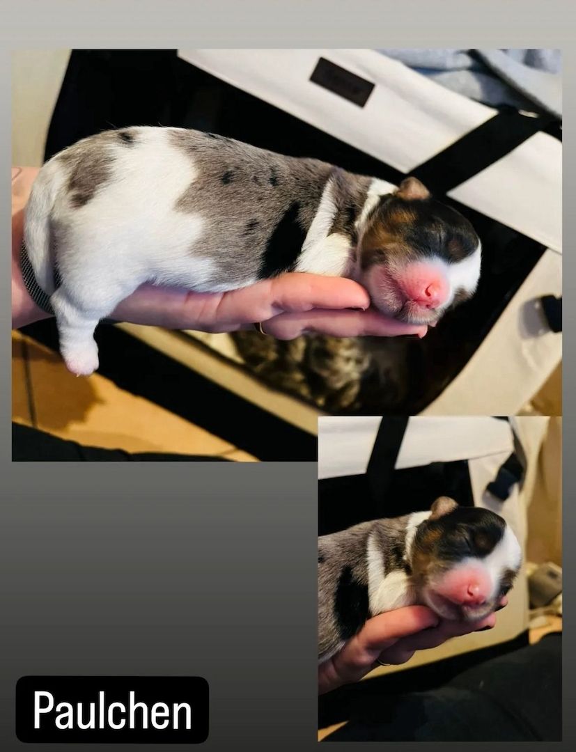 Biewer/ Blueberry Yorkshire Terrier Welpen mit Ahnentafel Biewer/ Blueberry Yorkshire Terrier Welpen mit Ahnentafel