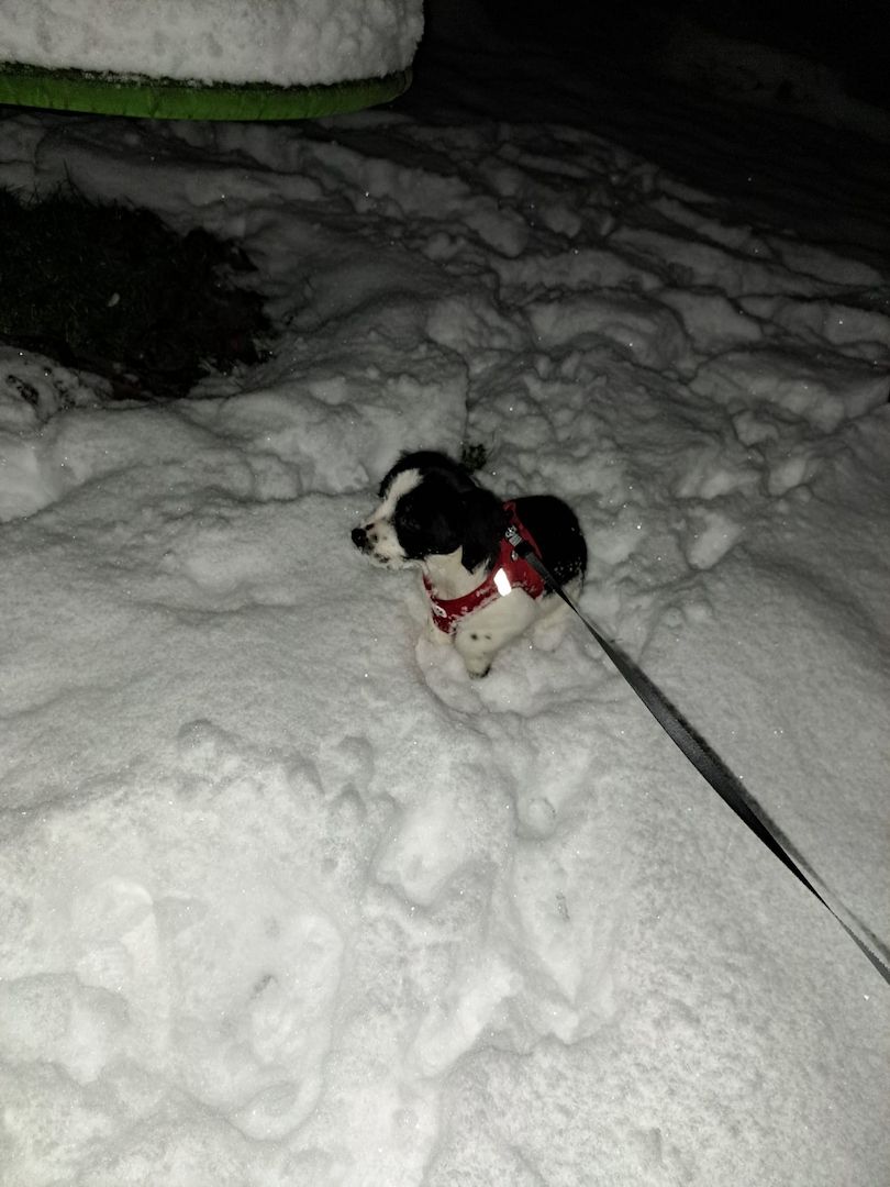 Welpen sucht Zuhause Welpen sucht Zuhause