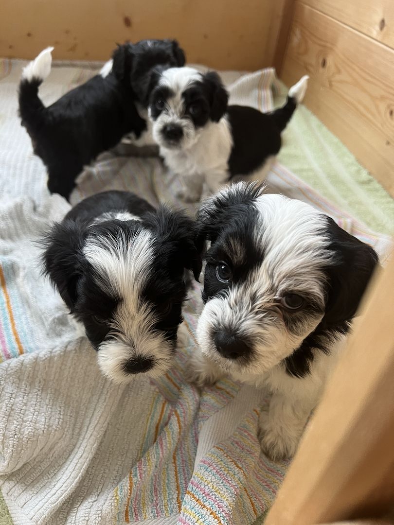 Bolonka Welpen Bolonka Welpen