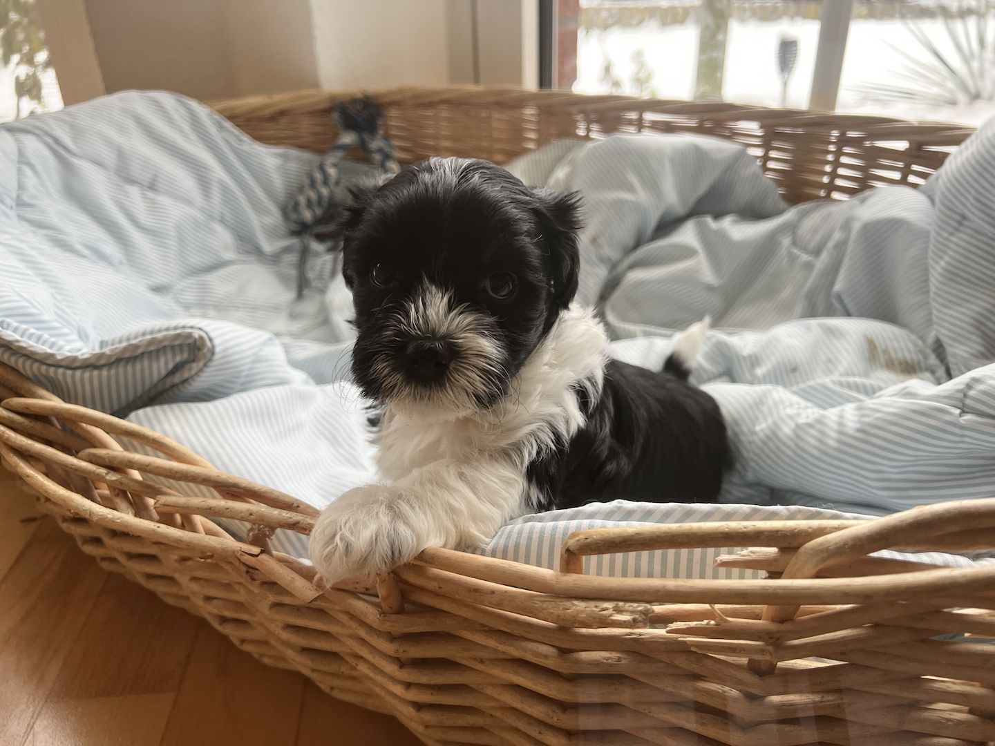 Bolonka Welpen Bolonka Welpen