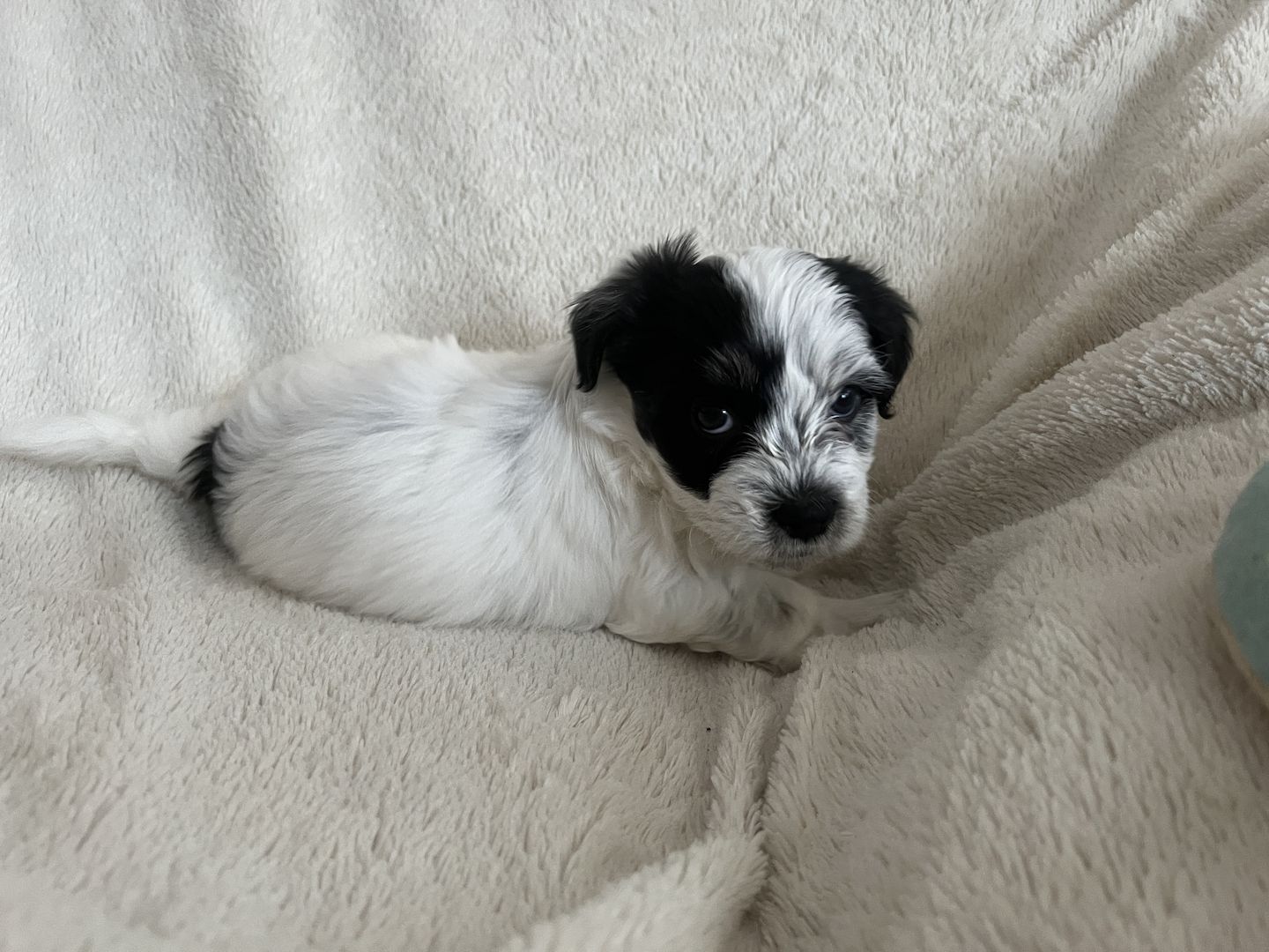 Bolonka Welpen Bolonka Welpen