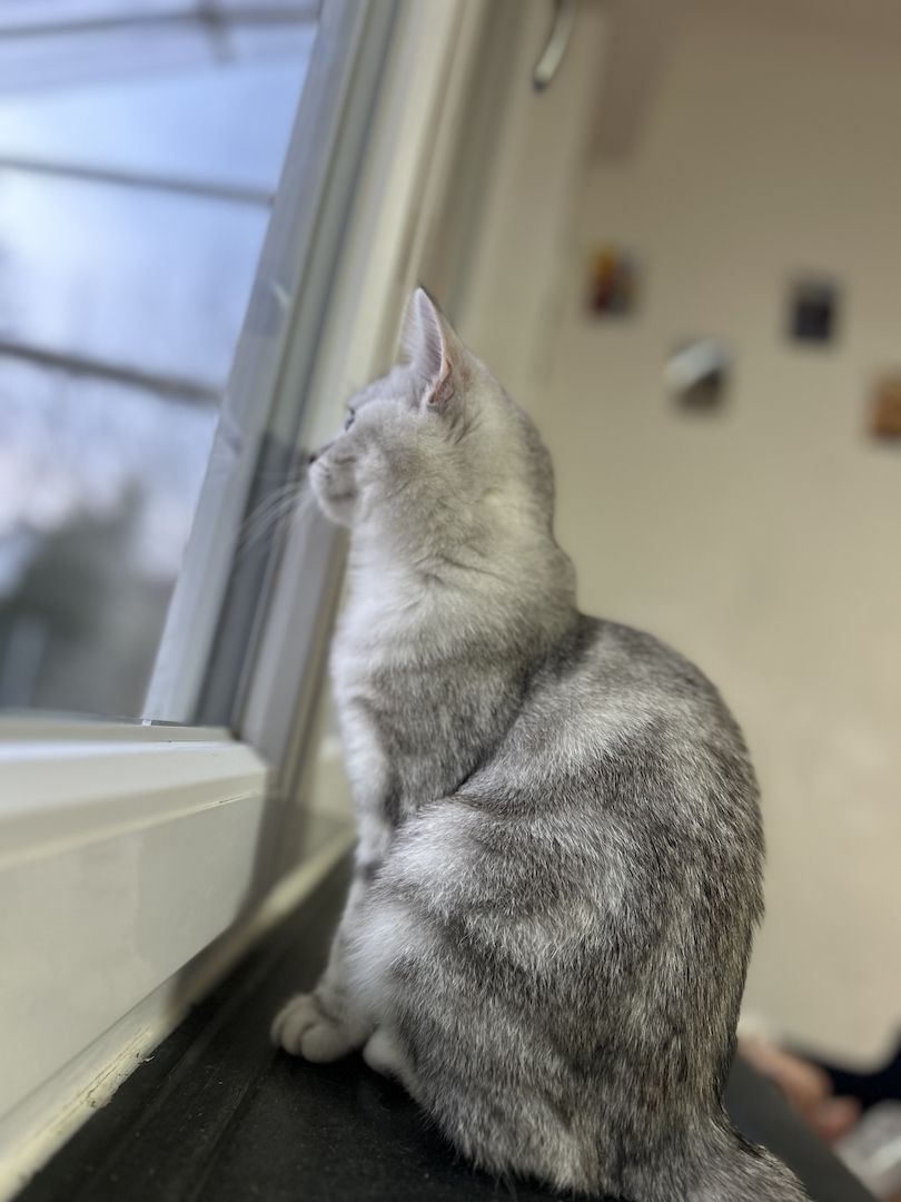 BHK Katze sucht neues Zuhause Preis ist verhandelbar 