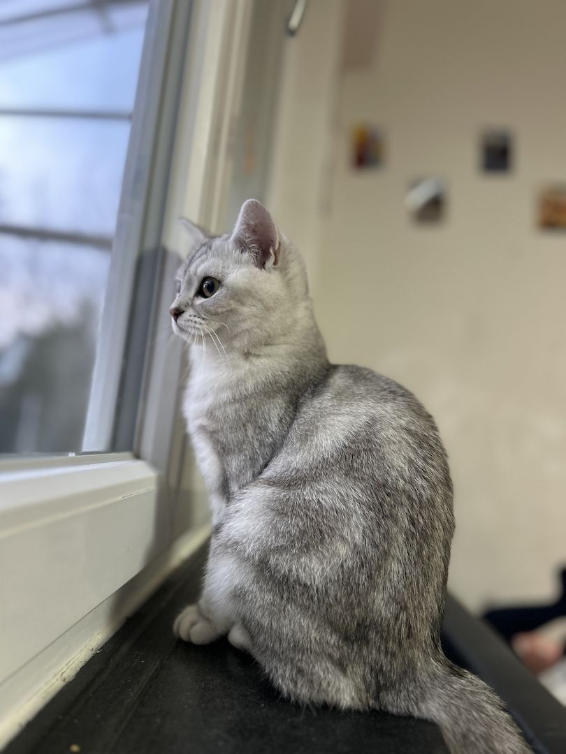 BHK Katze sucht neues Zuhause Preis ist verhandelbar 