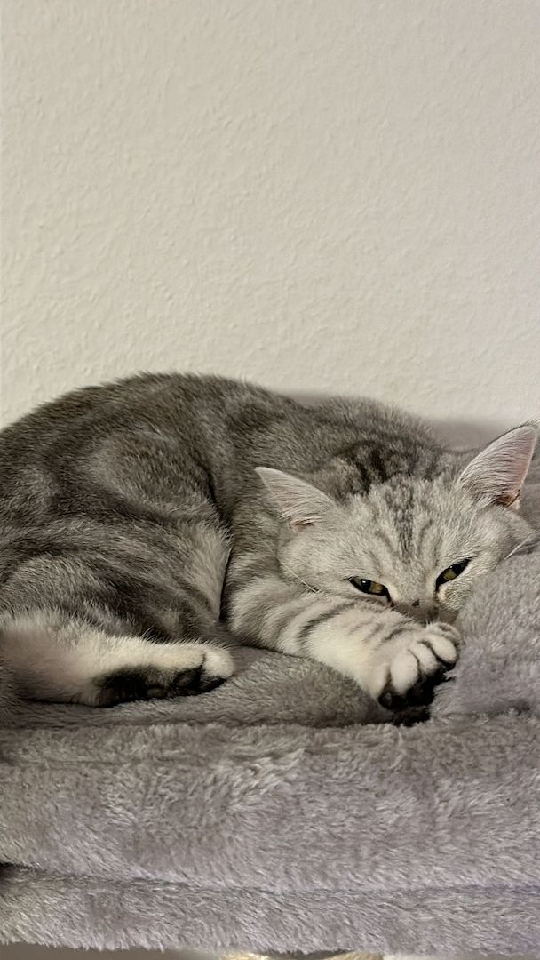 BHK Katze sucht neues Zuhause Preis ist verhandelbar 