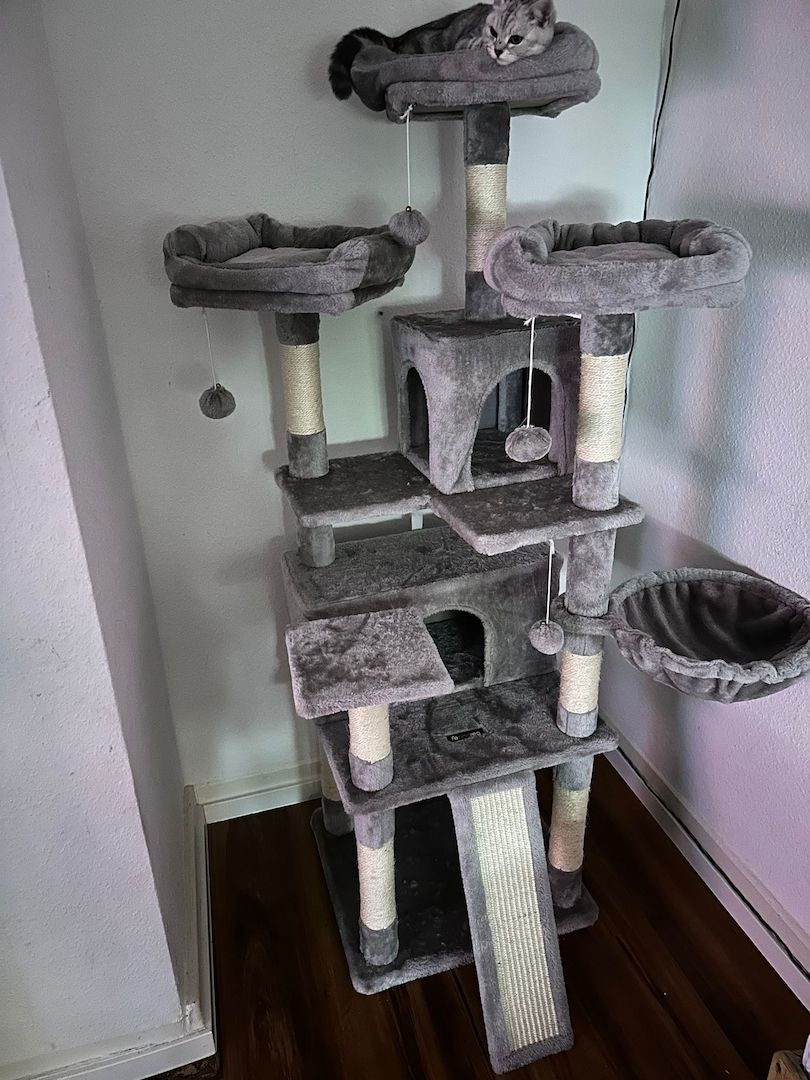 BHK Katze sucht neues Zuhause Preis ist verhandelbar 