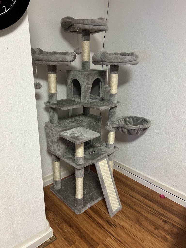 BHK Katze sucht neues Zuhause Preis ist verhandelbar 