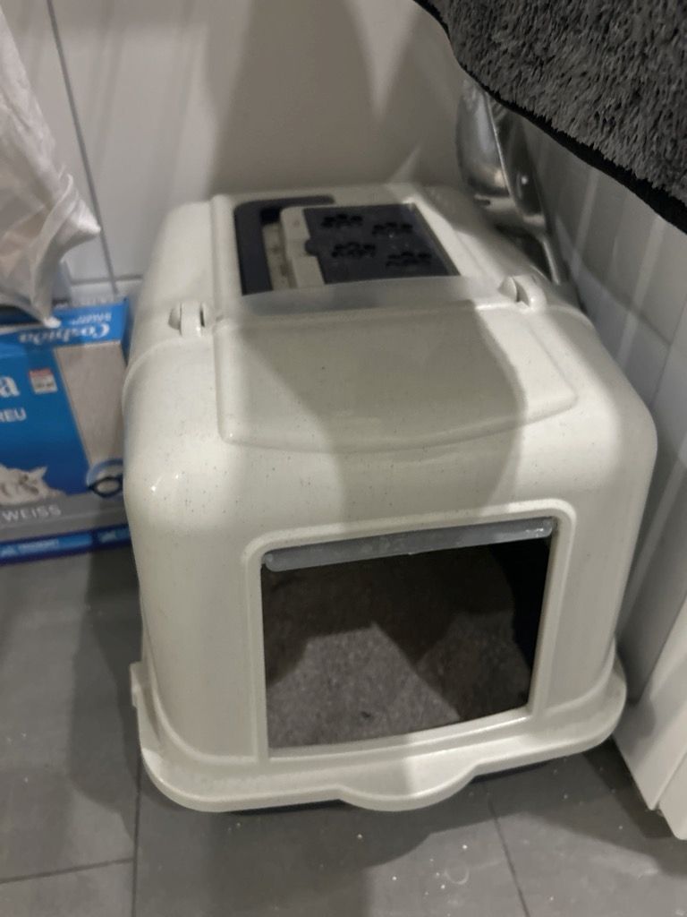 BHK Katze sucht neues Zuhause Preis ist verhandelbar 