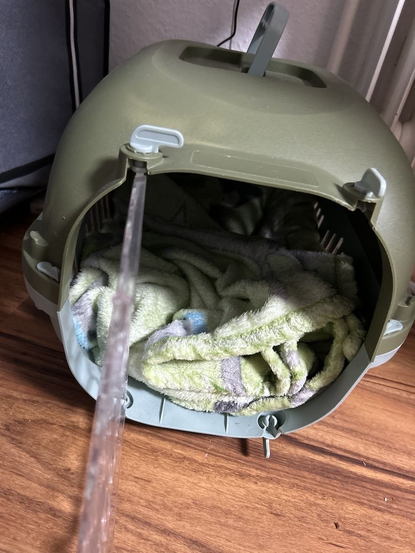 BHK Katze sucht neues Zuhause Preis ist verhandelbar 