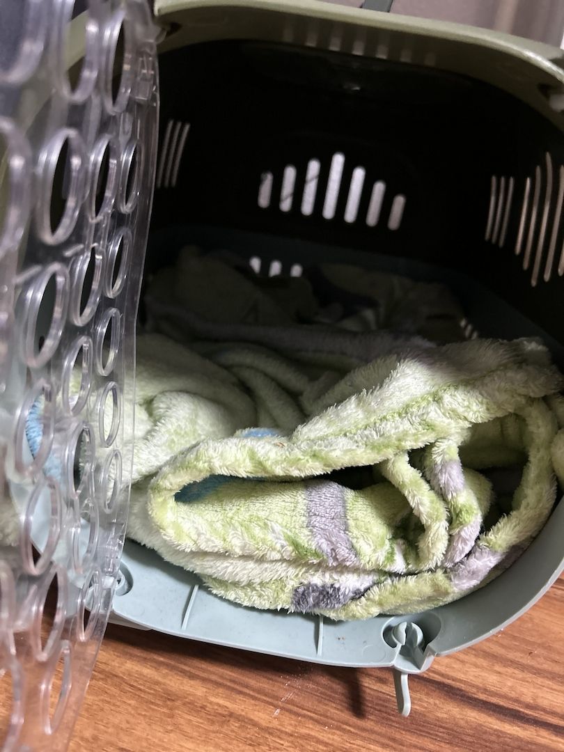 BHK Katze sucht neues Zuhause Preis ist verhandelbar 