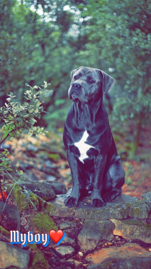 Cane corso rüde Cane corso rüde