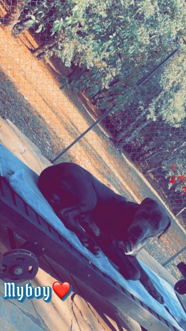 Cane corso rüde Cane corso rüde