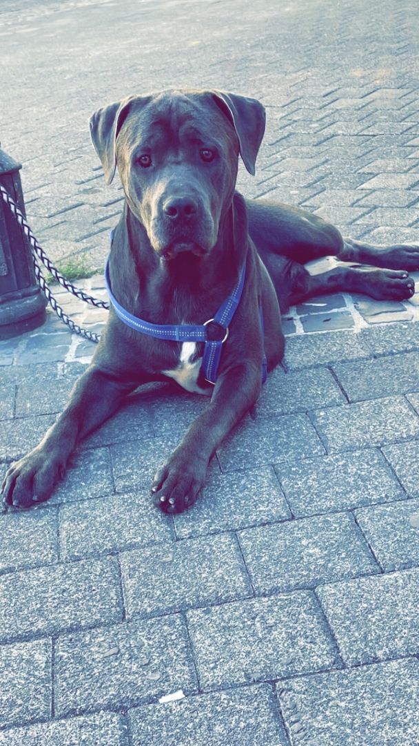 Cane corso rüde Cane corso rüde