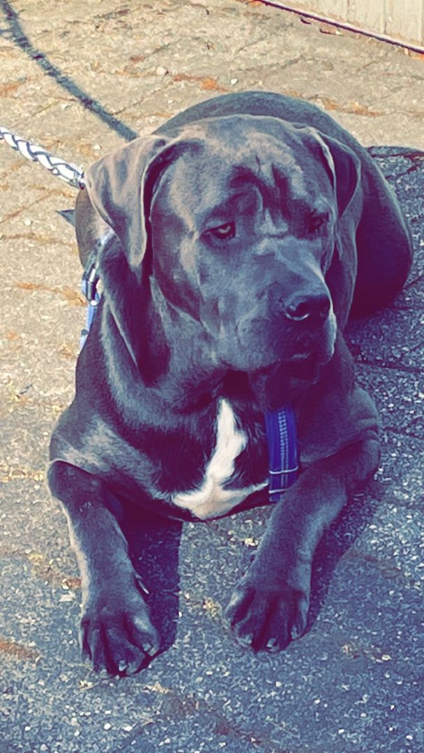 Cane corso rüde Cane corso rüde