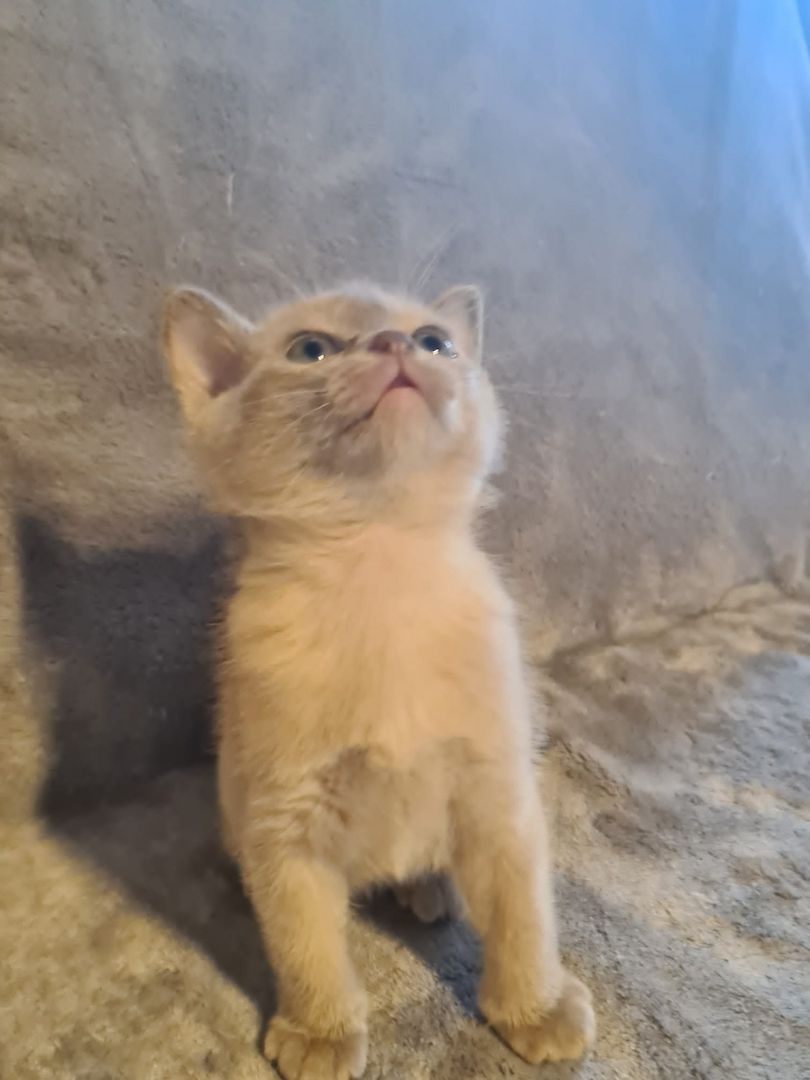 Burma Kitten mit Stammbaum