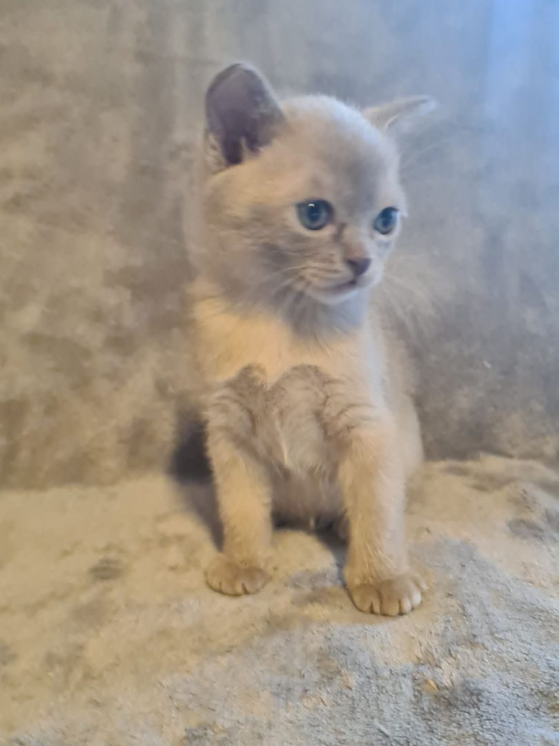 Burma Kitten mit Stammbaum