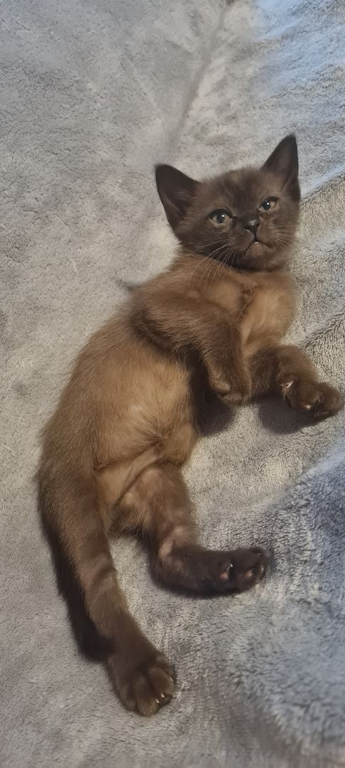 Burma Kitten mit Stammbaum