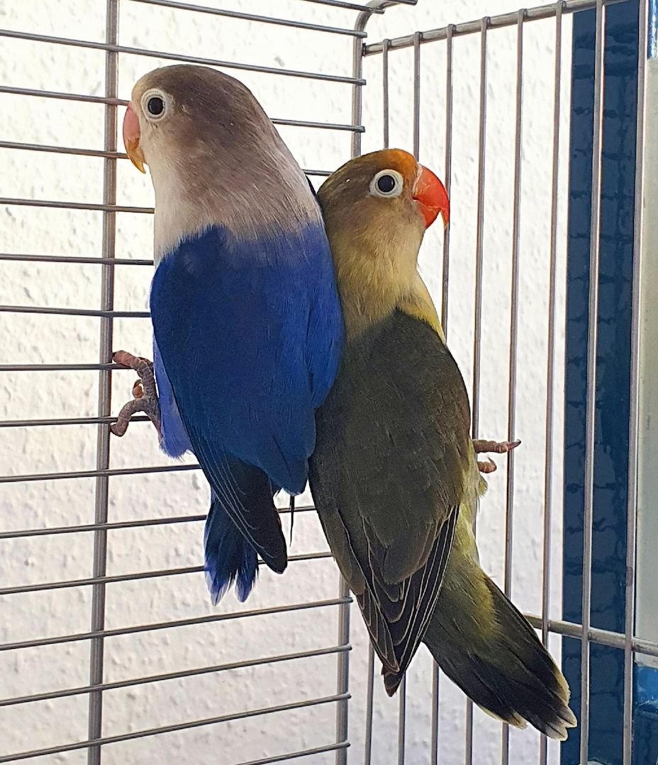 Pfirsichköpfchen Mutation Zuchtpaar