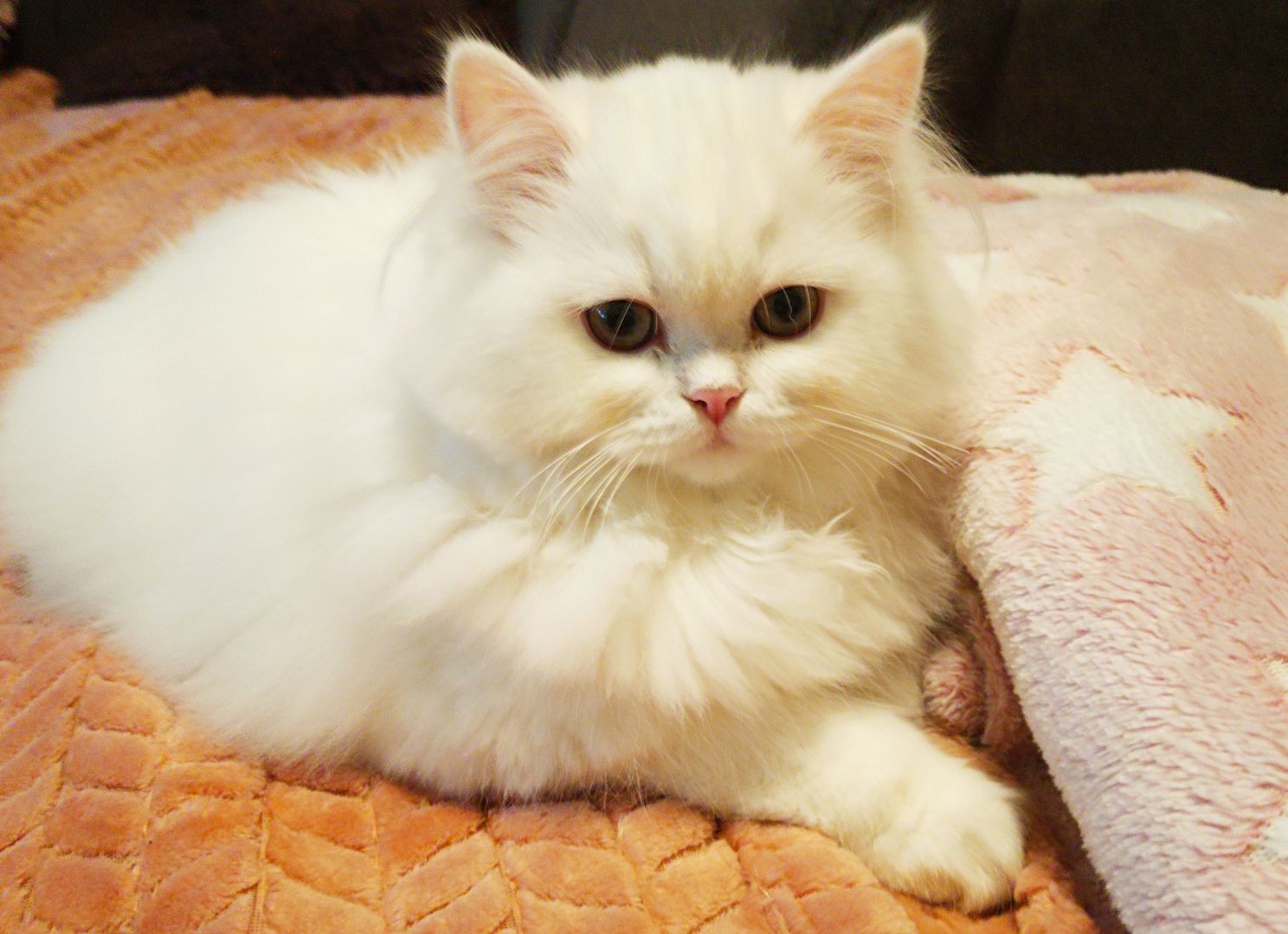 BLH Kitten Kater BLH Kitten Kater