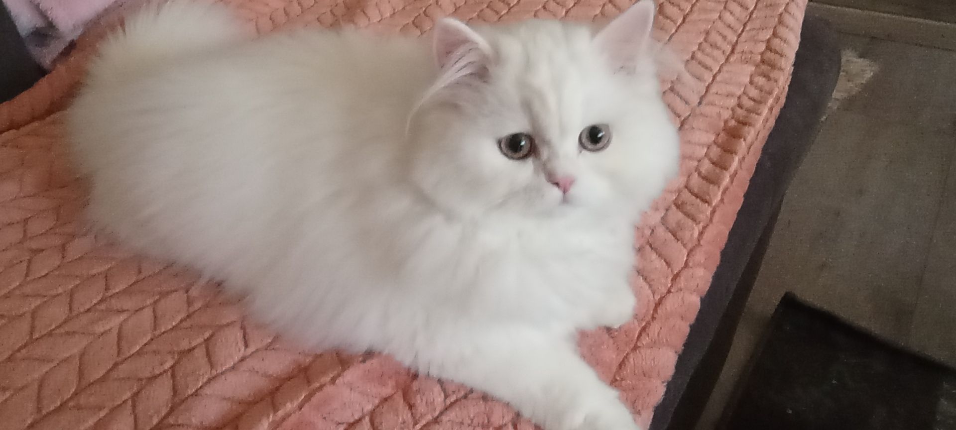 BLH Kitten Kater BLH Kitten Kater