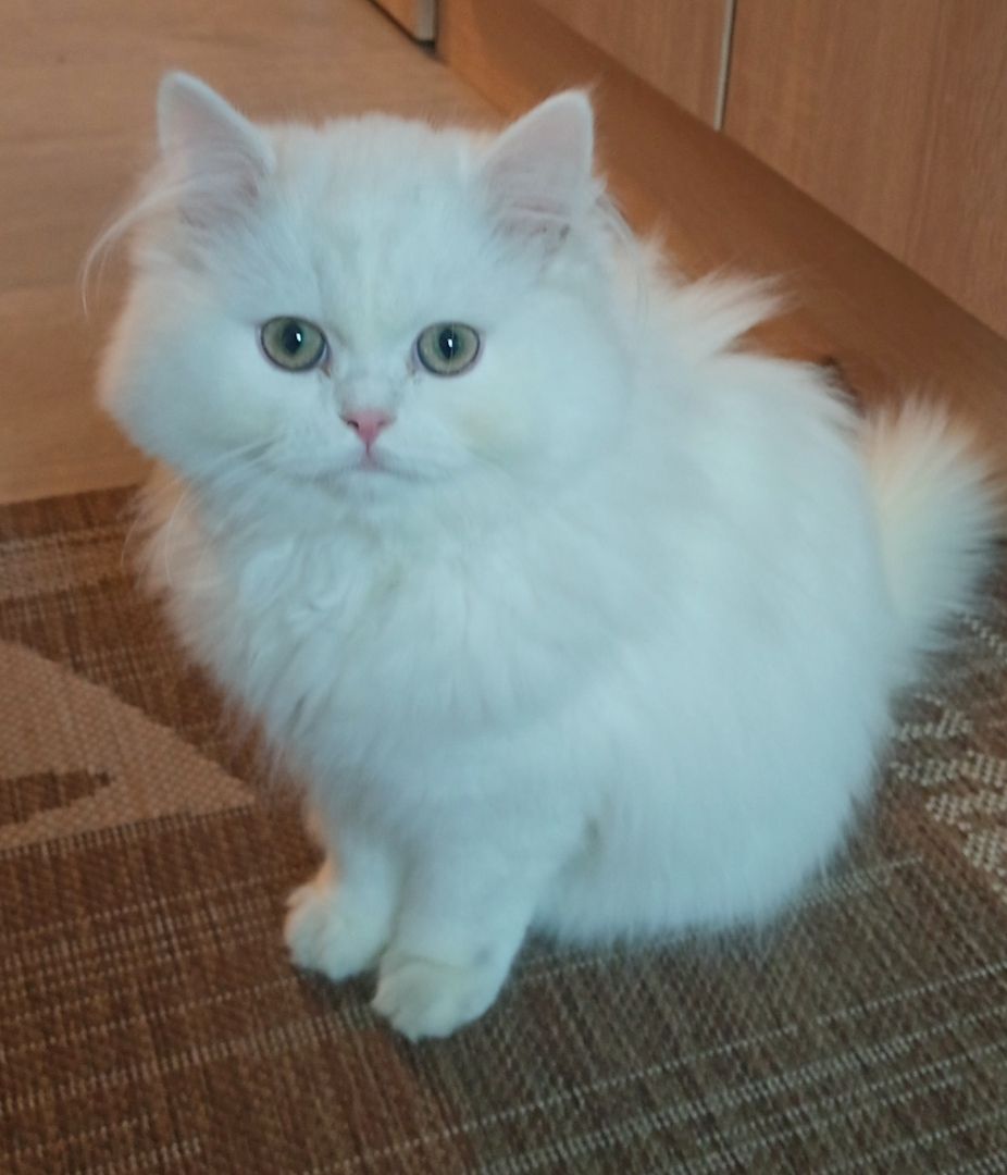 BLH Kitten Kater BLH Kitten Kater