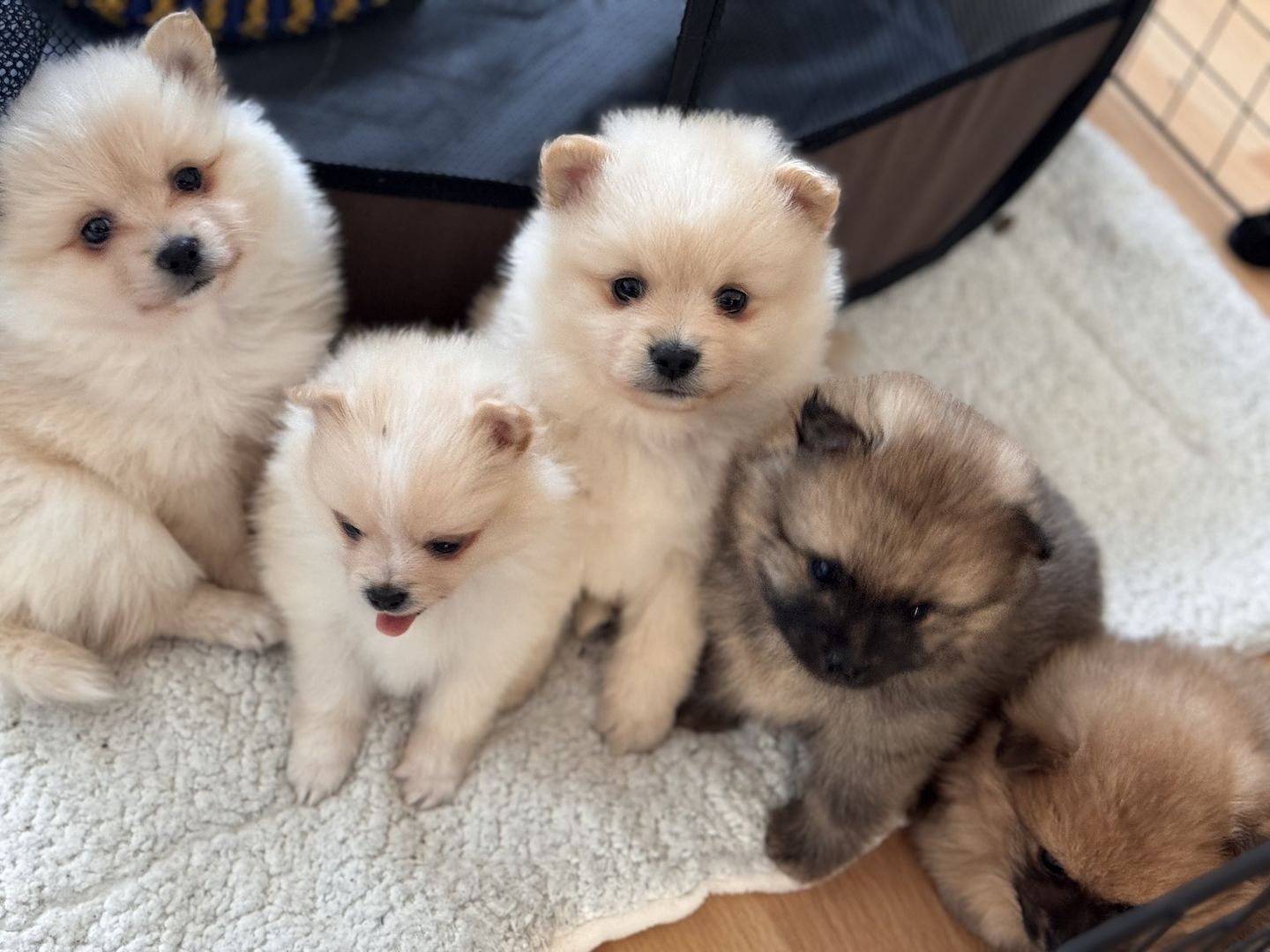 Süße Pomeranian / Spitz Welpen