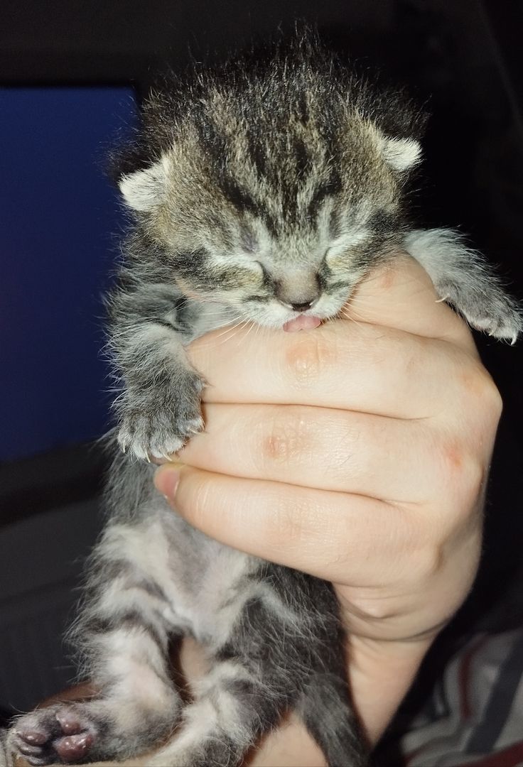 Süße BKH Kitten an Liebevolle werdende Katzen Eltern abzugeben