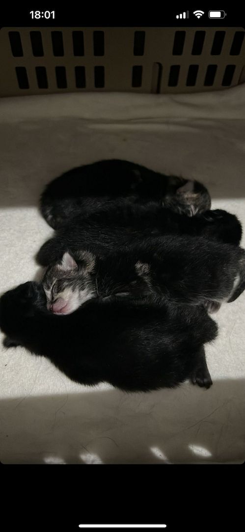 Süße BKH Kitten an Liebevolle werdende Katzen Eltern abzugeben