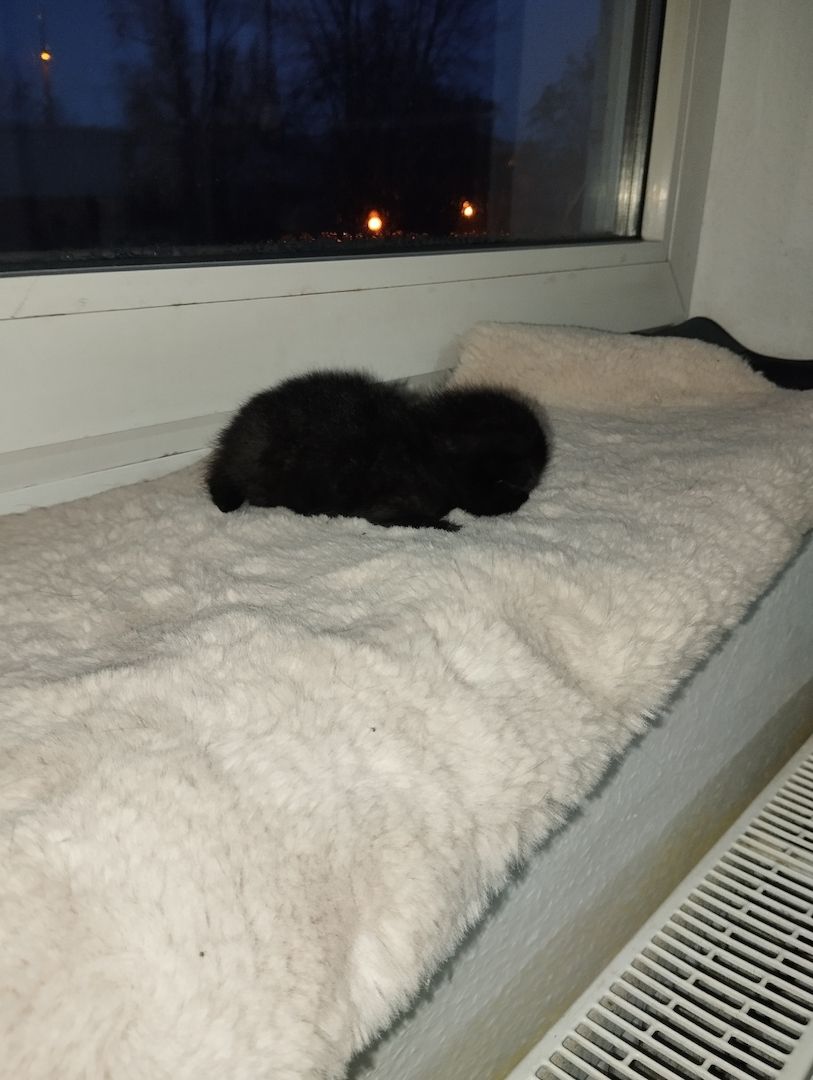 Süße BKH Kitten an Liebevolle werdende Katzen Eltern abzugeben