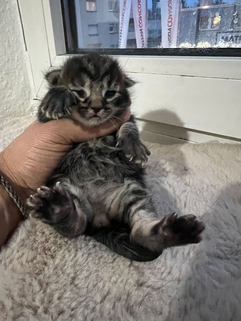 Süße BKH Kitten an Liebevolle werdende Katzen Eltern abzugeben